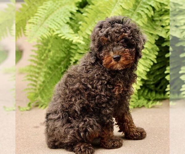 Medium Photo #3 Poodle (Miniature) Puppy For Sale in GORDONVILLE, PA, USA