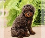 Small #2 Poodle (Miniature)