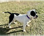 Small Photo #4 American Bulldog Puppy For Sale in New Albany, OH, USA