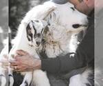 Small Photo #11 Great Pyrenees Puppy For Sale in TOWNSEND, MA, USA