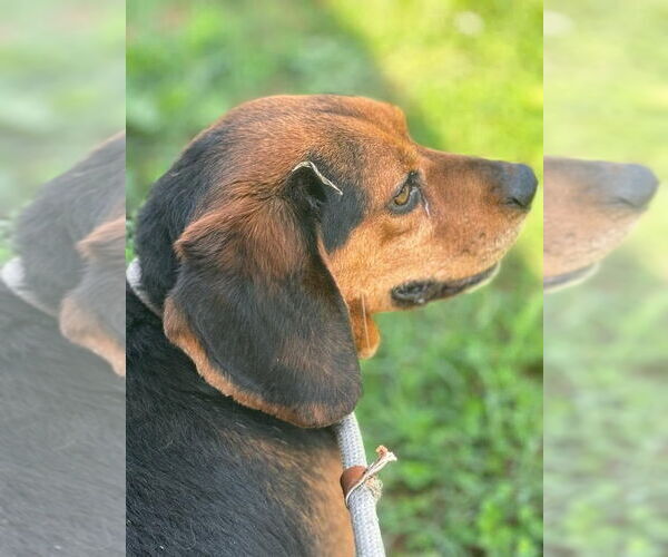 Medium Photo #2 Beagle-Unknown Mix Puppy For Sale in Bedford, VA, USA