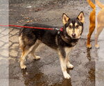 Small #2 Siberian Husky Mix