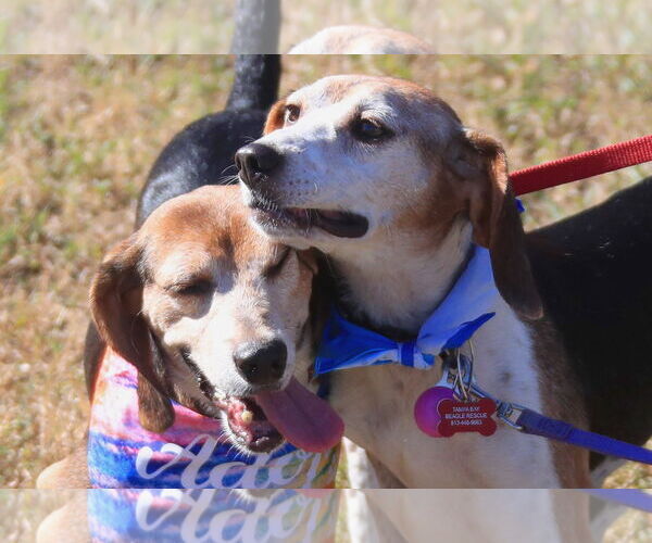 Medium Photo #2 Beagle Puppy For Sale in Tampa, FL, USA