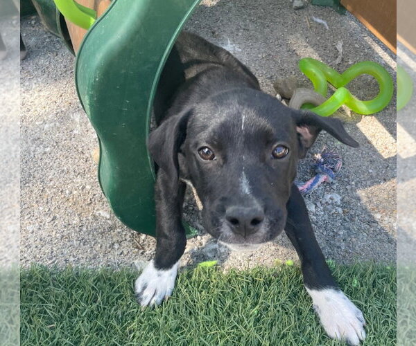 Medium Photo #2 Border Collie-Unknown Mix Puppy For Sale in Tracy City, TN, USA