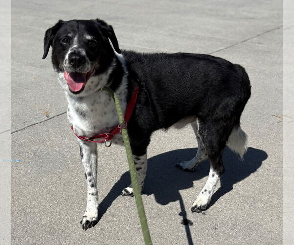 Medium Photo #2 Mutt Puppy For Sale in Virginia Beach, VA, USA
