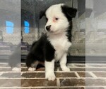 Small Photo #2 Miniature Australian Shepherd Puppy For Sale in CADDO MILLS, TX, USA
