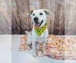 Small #3 Colonial Cocker Spaniel Mix