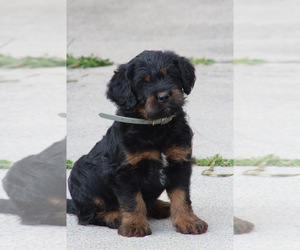 Labrador Retriever-Poodle (Toy) Mix Puppy for sale in MYERSTOWN, PA, USA