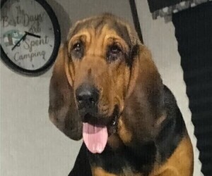 Mother of the Bloodhound puppies born on 06/03/2022