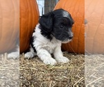 Oreo - Female Bernedoodle (Miniature) Puppy for Sale - Photo #6