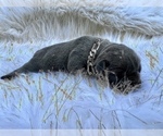 Small Photo #41 French Bulldog Puppy For Sale in HAYWARD, CA, USA