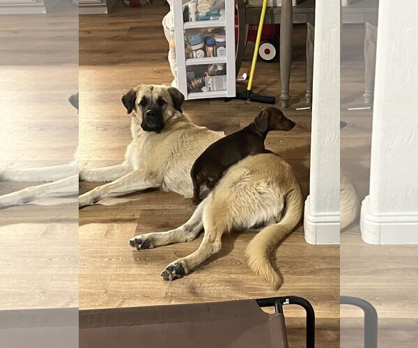 Medium Photo #1 Anatolian Shepherd Puppy For Sale in Woodland, CA, USA