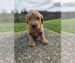 Labradoodle Puppy for sale in WILLIAMSTOWN, KY, USA