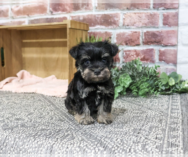 Medium Photo #3 Schnauzer (Miniature) Puppy For Sale in SYRACUSE, IN, USA