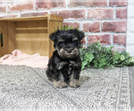 Small #2 Schnauzer (Miniature)