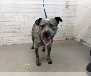 Mutt Dogs for adoption in San Bernardino, CA, USA