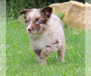 Miniature Australian Shepherd Dog for Adoption in MARION CENTER, Pennsylvania USA