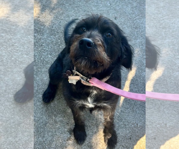 Medium Photo #2 Poodle (Miniature)-Unknown Mix Puppy For Sale in Hillsboro, MO, USA
