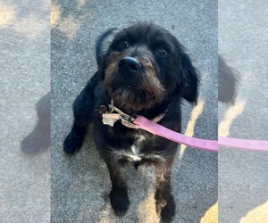 Holly - Female Poodle (Miniature)-Unknown Mix Dog for Adoption - Photo #2