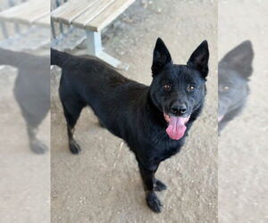 German Shepherd Dog Dogs for adoption in Riverside, CA, USA