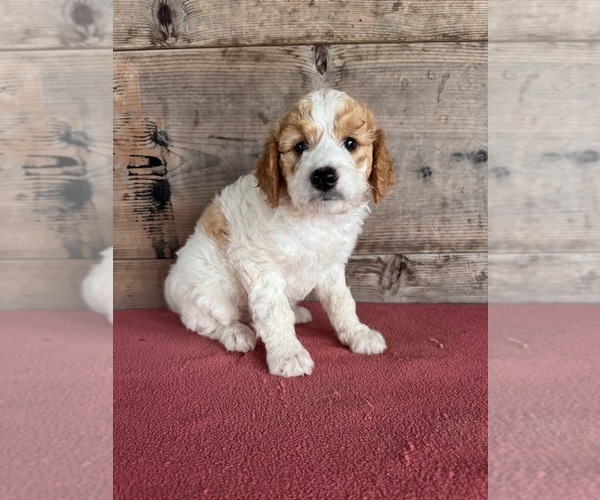 Medium Photo #6 Goldendoodle (Miniature) Puppy For Sale in VERMONTVILLE, MI, USA