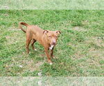 Small American Staffordshire Terrier