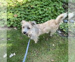 Small #4 Border Terrier Mix