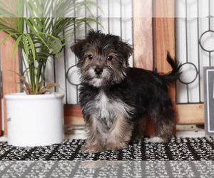 Yo-Chon Puppy for sale in NAPLES, FL, USA