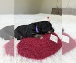 Small Photo #137 Bernedoodle Puppy For Sale in BELMONT, NC, USA