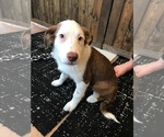 Small Photo #5 Australian Shepherd Puppy For Sale in VERMONTVILLE, MI, USA