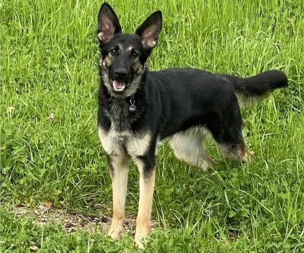 Medium Photo #11 German Shepherd Dog Puppy For Sale in SPEARSVILLE, LA, USA