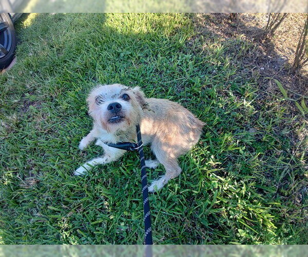 Medium Photo #1 Norfolk Terrier-Unknown Mix Puppy For Sale in Fort Lauderdale, FL, USA