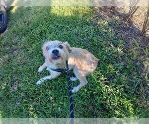 Norfolk Terrier-Unknown Mix Dogs for adoption in Fort Lauderdale, FL, USA