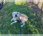 LEOFRIC - Male Norfolk Terrier-Unknown Mix Dog for Adoption - Small photo