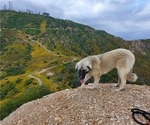 Small Photo #30 Anatolian Shepherd-Great Pyrenees Mix Puppy For Sale in AGOURA HILLS, CA, USA