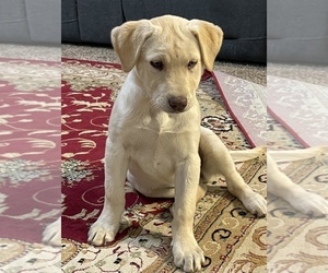 Labrador Retriever Dog for Adoption in AMARILLO, Texas USA