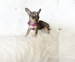 Small #8 Chihuahua