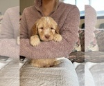 Small Photo #4 Goldendoodle (Miniature) Puppy For Sale in ALBION, NJ, USA