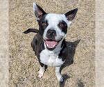 Small #2 American Pit Bull Terrier Mix