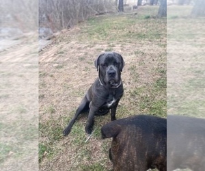 Mother of the Cane Corso puppies born on 03/13/2023