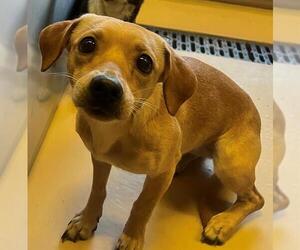 Chihuahua-Unknown Mix Dogs for adoption in Riverside, CA, USA