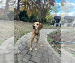 Small English Coonhound
