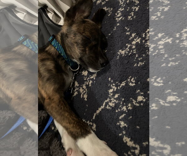 Medium Photo #5 Plott Hound Puppy For Sale in Doylestown, PA, USA