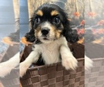 Small Photo #6 Cavalier King Charles Spaniel Puppy For Sale in SOUTH ORANGE, NJ, USA