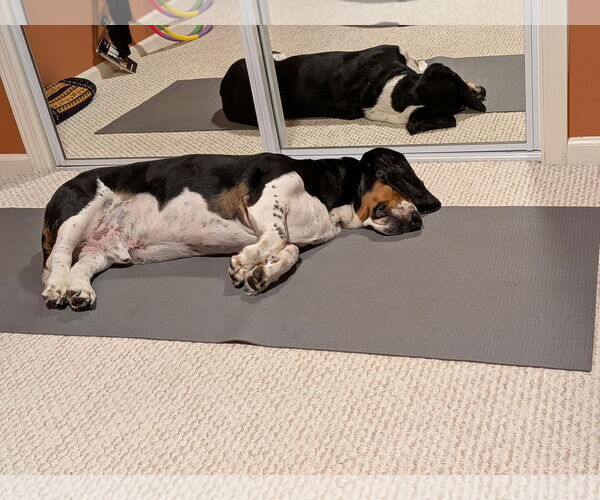Medium Photo #4 Basset Hound Puppy For Sale in Petaluma, CA, USA