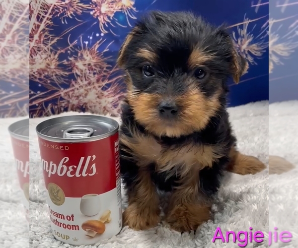 Medium Photo #5 Yorkshire Terrier Puppy For Sale in AZLE, TX, USA
