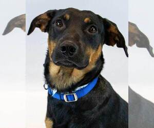 Mutt Dogs for adoption in Kennesaw, GA, USA