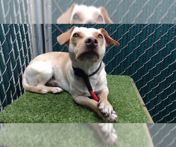 Medium Photo #1 Chihuahua Puppy For Sale in Downey, CA, USA