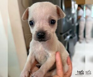 Chihuahua-Unknown Mix Dogs for adoption in Washington, DC, USA