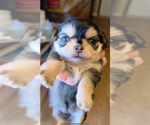 Chihuahua Puppy for sale in SAINT MARYS, GA, USA
